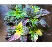 Indonesian Purple Flash