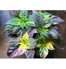 Indonesian Purple Flash
