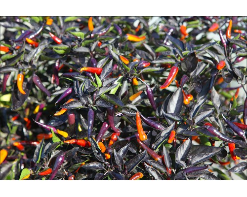 Nightcrawler