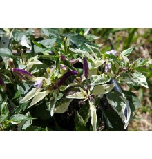 Sangria x Indonesian Variegated