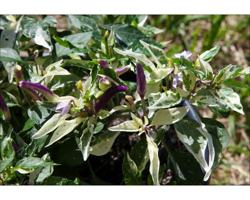 Sangria x Indonesian Variegated