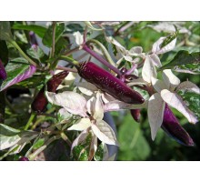 Dreamcatcher Jalapeno