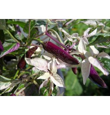 Dreamcatcher Jalapeno