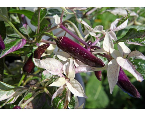 Dreamcatcher Jalapeno