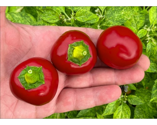Cherry Bomb