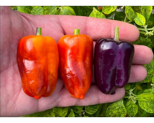 Bolivian Rainbow Sweet Giant