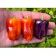 Bolivian Rainbow Sweet Giant