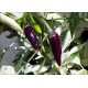 Fish Purple