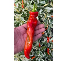 Big Bang Space Pepper
