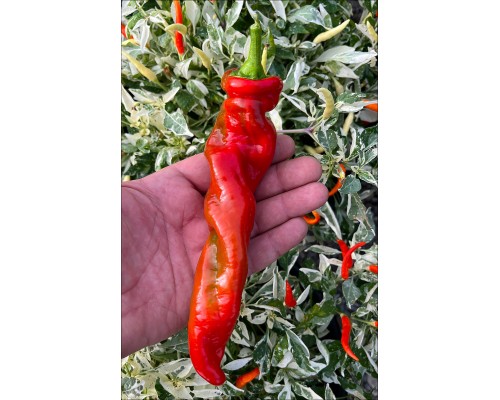 Big Bang Space Pepper