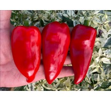 Piquillo