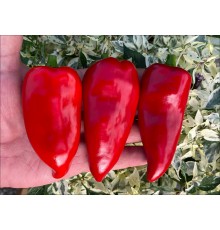 Piquillo