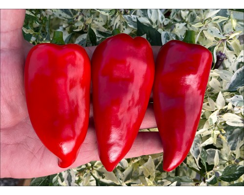 Piquillo