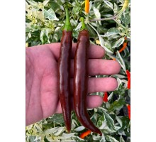 Cayenne Chocolate