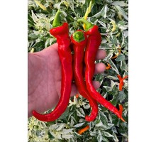 Maules Red Mols Stribet