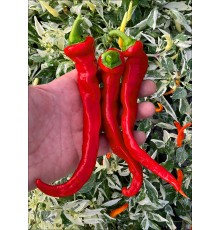 Maules Red Mols Stribet
