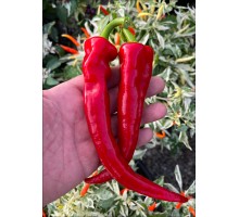 Hot Portugal