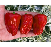 Pimiento Picon