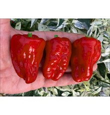 Pimiento Picon
