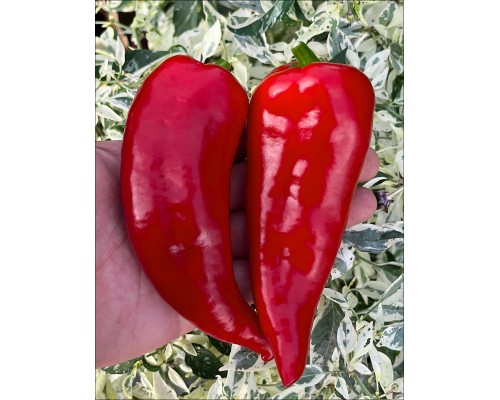 Portuguese Goat Heart