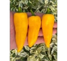 Rocket Plume Yellow