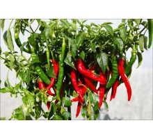 Carolina Cayenne