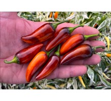 Orange Jes (Jes's Purple Orange Jalapeno)