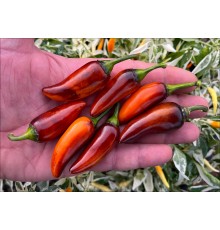 Orange Jes (Jes's Purple Orange Jalapeno)