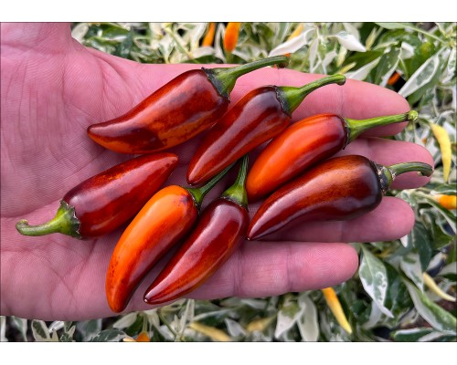Orange Jes (Jes's Purple Orange Jalapeno)