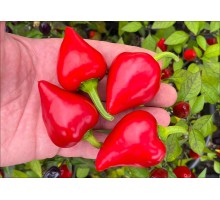 Strawberry x Lesya