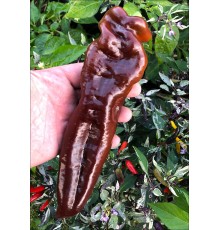 Ramiro Chocolate