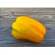 Buffalo Yellow