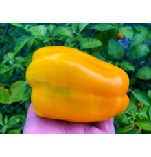 Buffalo Yellow