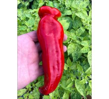 Palermo Red