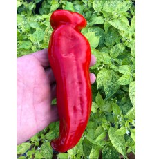Palermo Red