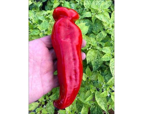 Palermo Red