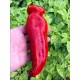 Palermo Red