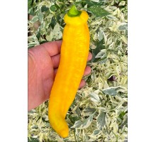 Palermo Yellow