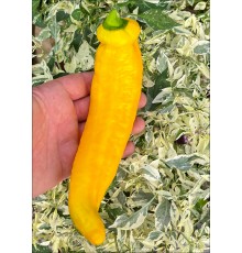 Palermo Yellow
