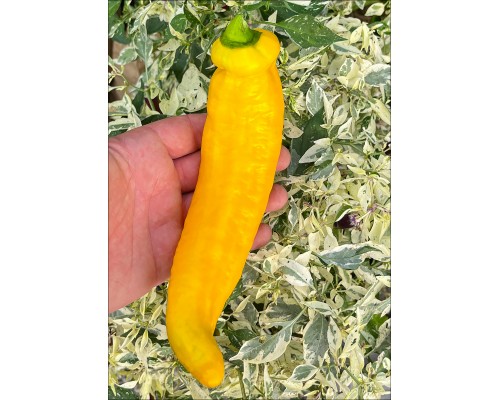 Palermo Yellow