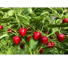 Sweet Cherry