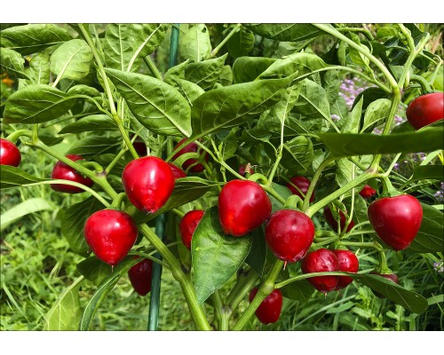 Sweet Cherry