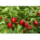 Sweet Cherry