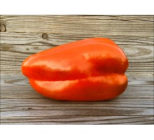 Cuneo Orange Bronze