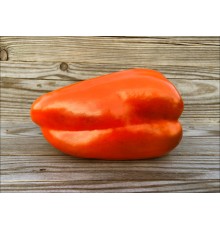 Cuneo Orange Bronze