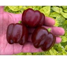 Mini Bell Chocolate