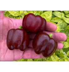 Mini Bell Chocolate