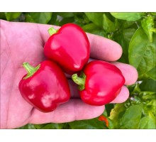 Mini Bell Red
