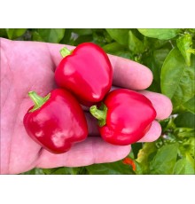 Mini Bell Red