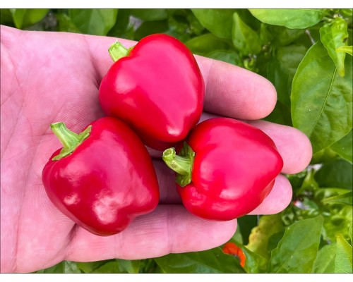Mini Bell Red